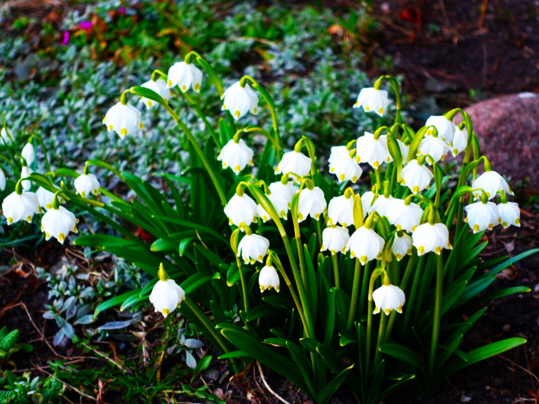 Белоцветник весенний - Aida10 