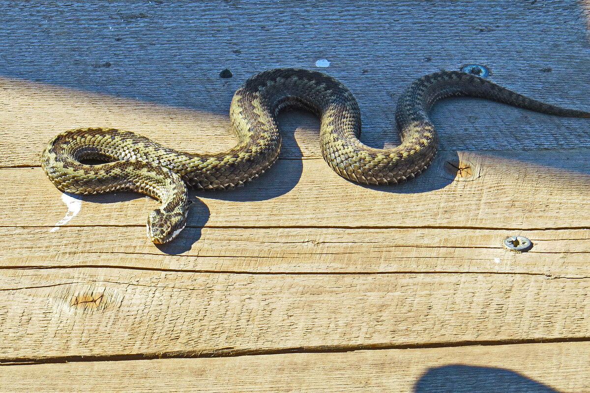 на причале в Кижах - shasha1950 