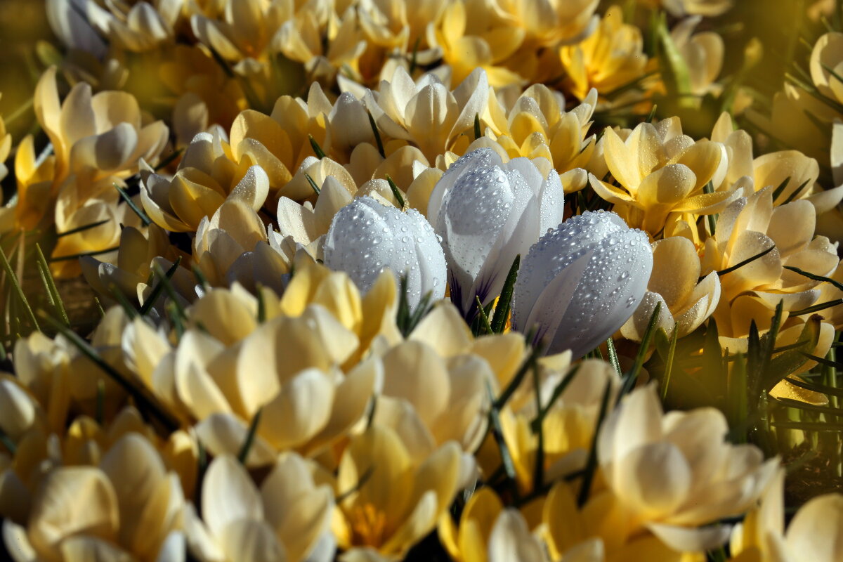 23 марта в Зарядье - Михаил Бибичков