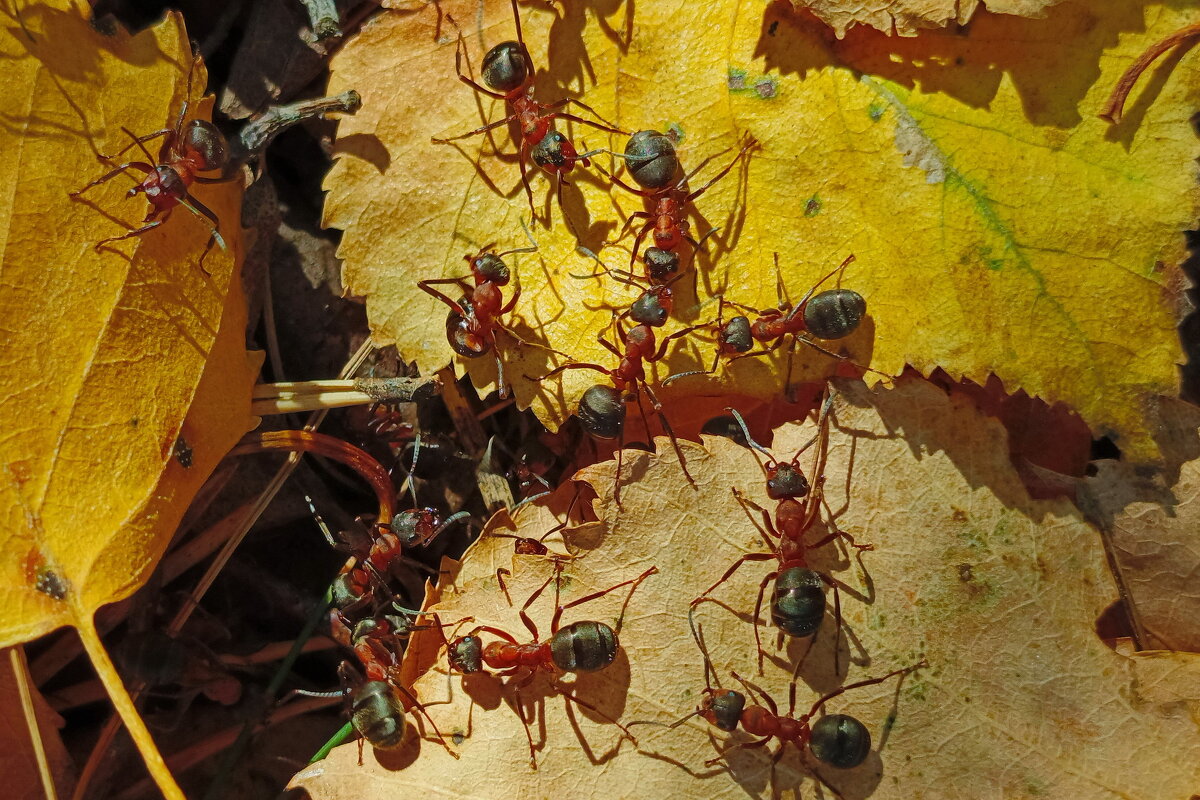 тусовка муравьиная - shasha1950 