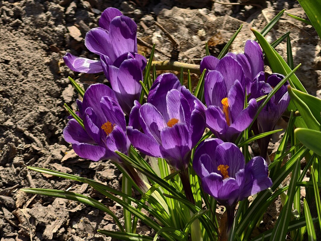 Крокусы - <<< Наташа >>>