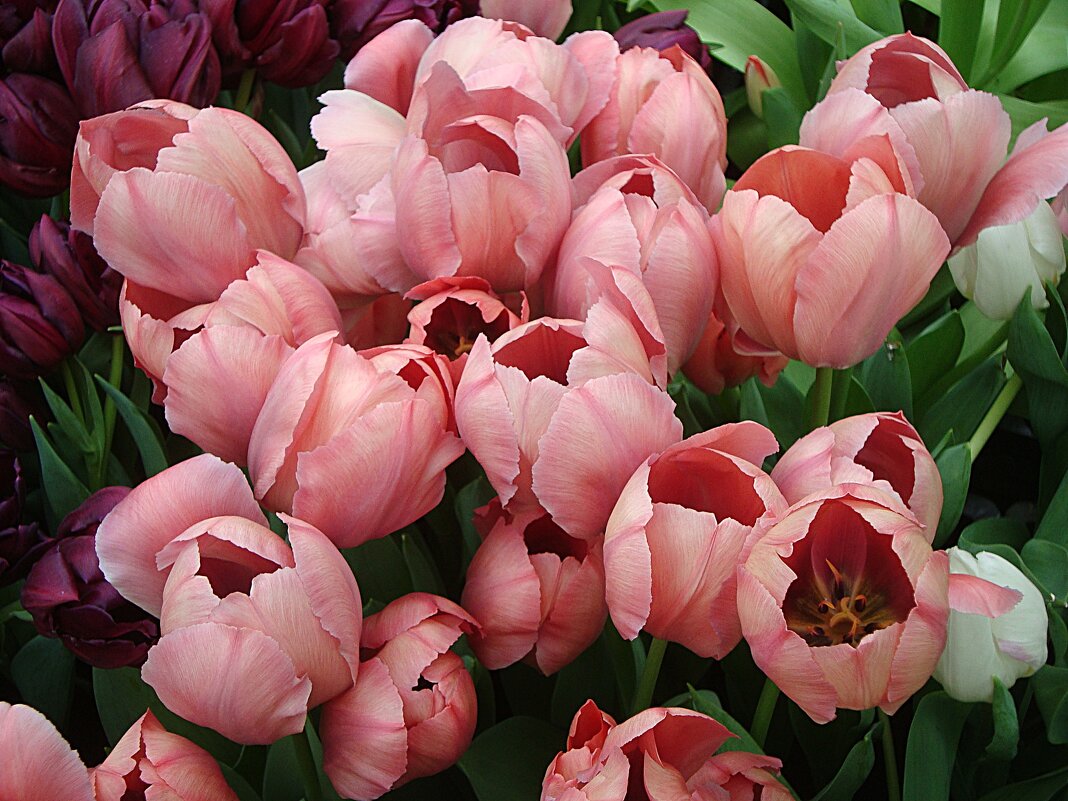 Тюльпаны - Лидия Бусурина