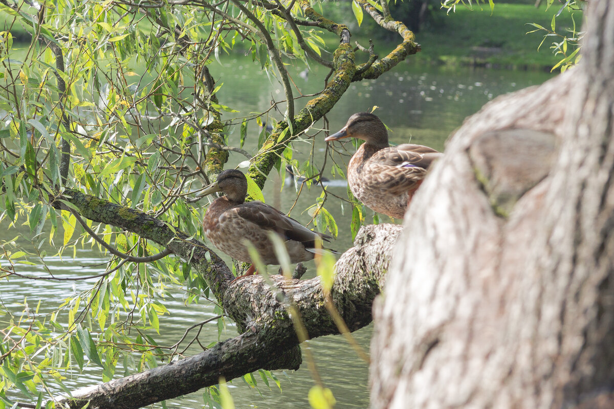 Уточки на отдыхе - Алексей Булак