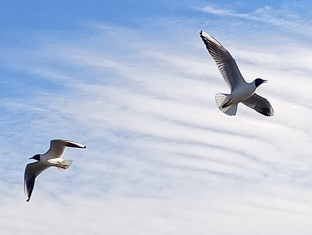 Чайки - Сапсан 