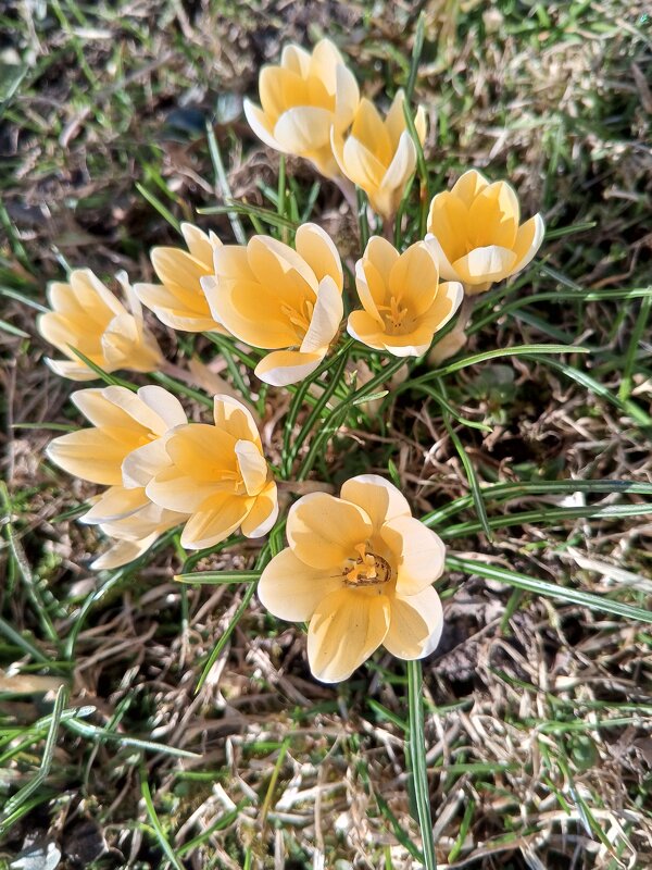 Крокус - Сапсан 