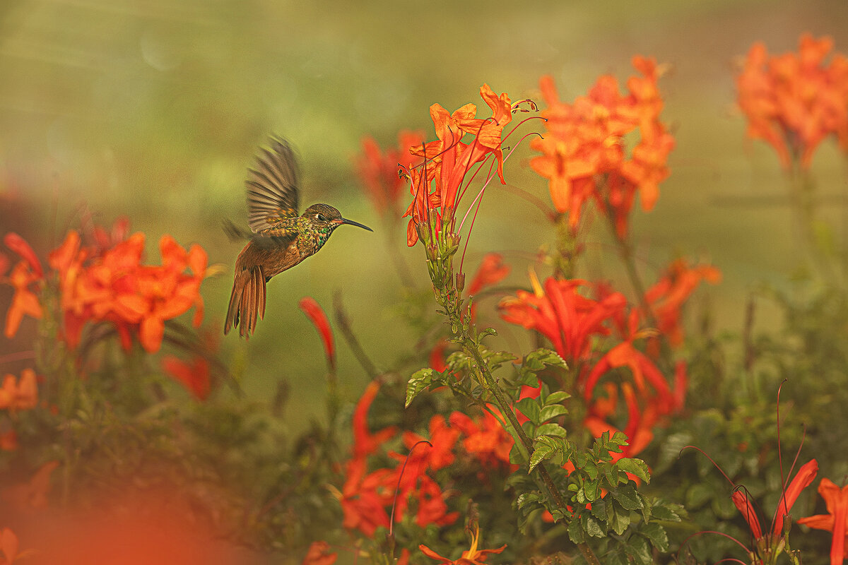 Перуанская авифауна в кадре - Svetlana Galvez