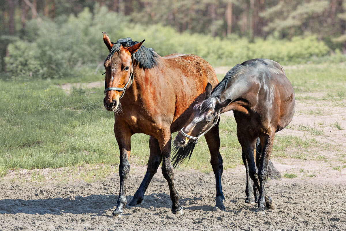 Лошади - SanSan 