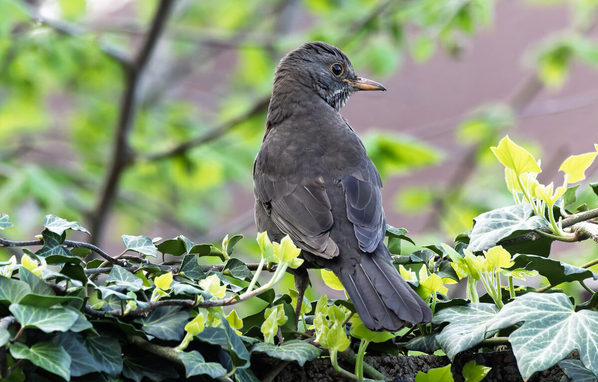 черный дрозд. самка - юрий макаров