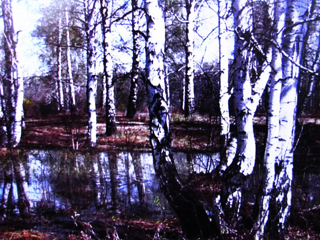 Берёзки весенние - Людмила Смородинская