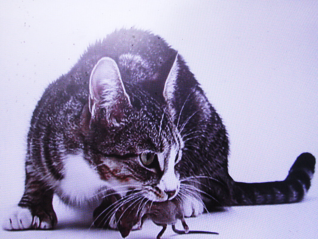 Соседский кот с добычей - Людмила Смородинская