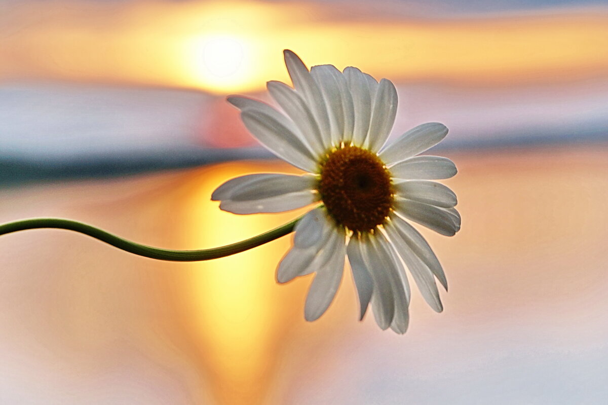 Этюд на закате - Галина Кан