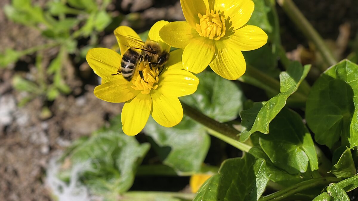 Пчёлки уже работают - Мариша 