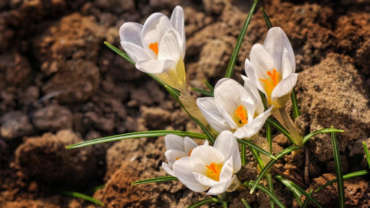 Крокусы возле дома - Мариша 
