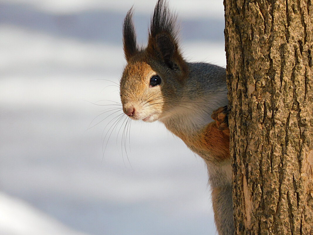 Белка - Лина 