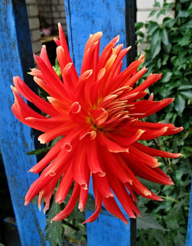 Георгин - PRP 