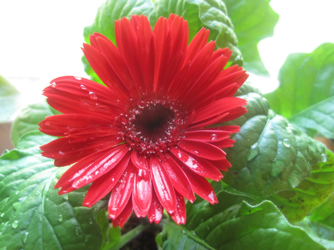 Гербера - Елена Семигина