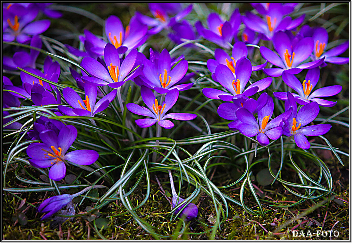 Начало Весны! КРОКУСЫ. - Александр Дмитриев