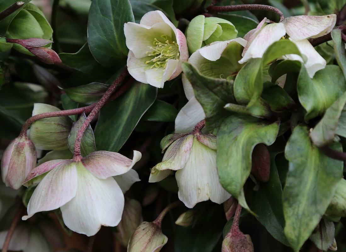 Морозник - ZNatasha -