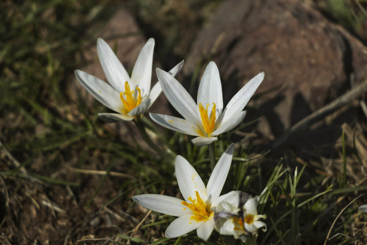 В день весеннего равноденствия - LudMila 