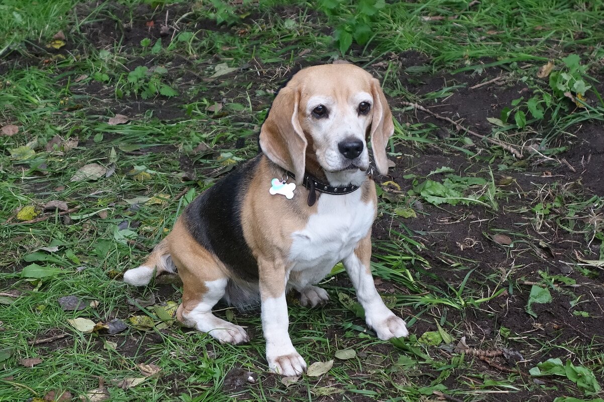 Бигль - Рита Симонова