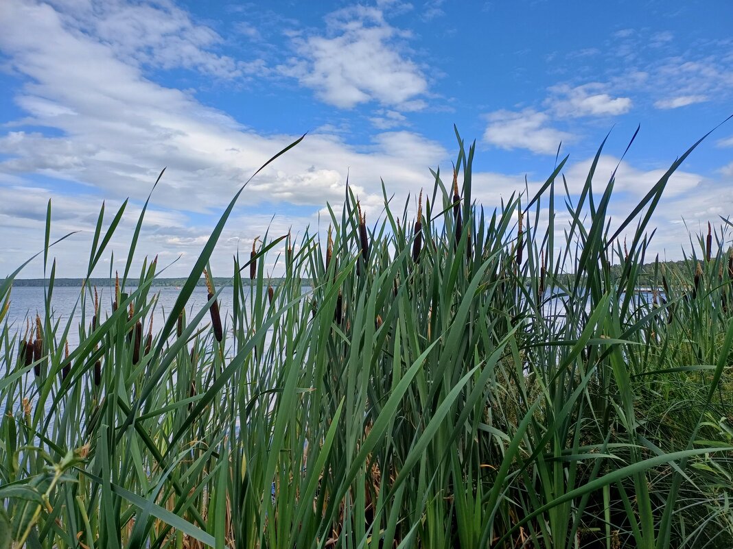 камыши - Елена Е