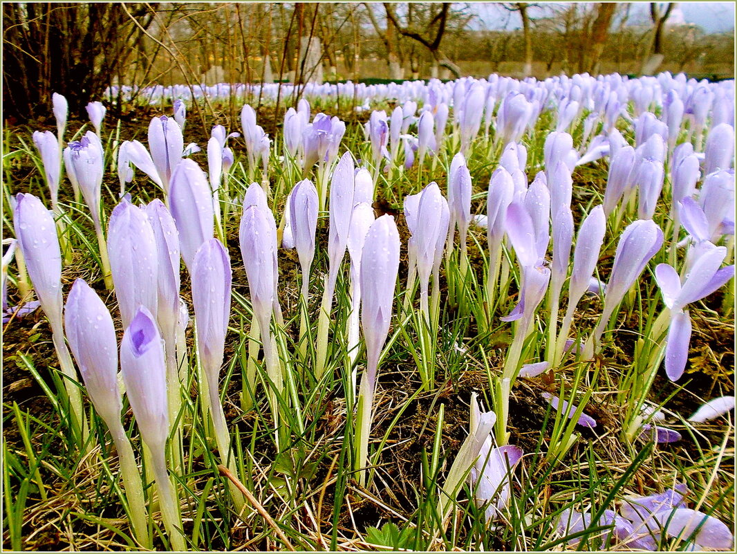 Словно солдатики крокусы стоят ! - VasiLina *