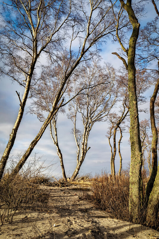 Калининградская область. Куршская коса. - Sergey 