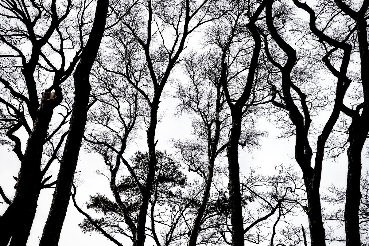 Калининградская область. Куршская коса. - Sergey 