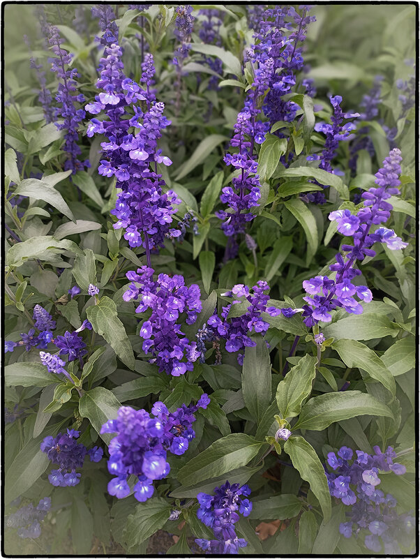 Шалфей. - Лилия *