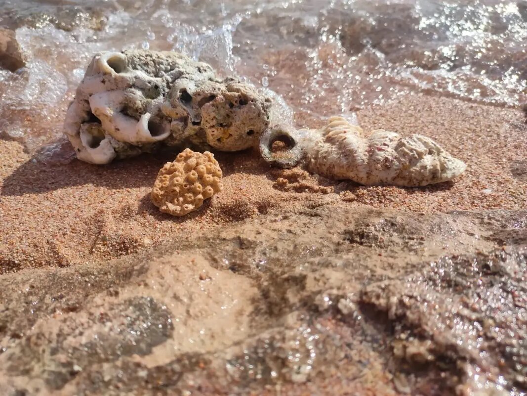 Ракушки - Ирэн 