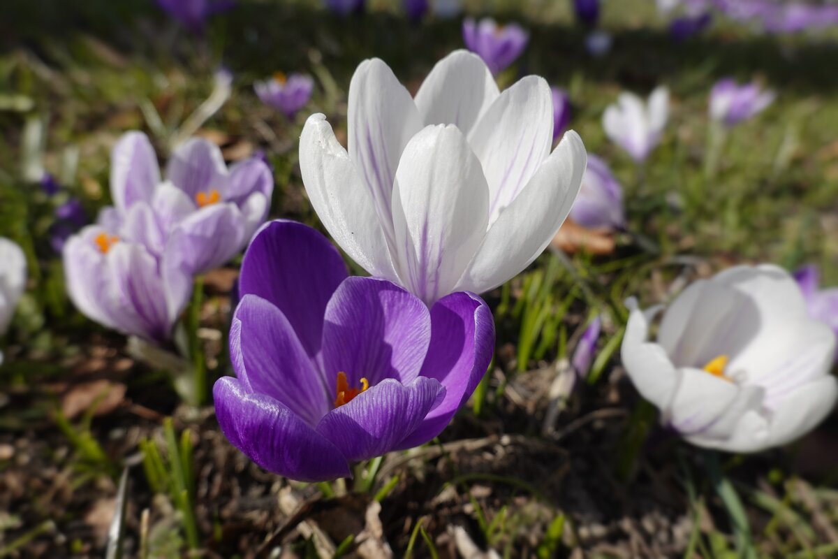 ...Все цветы, как дети в колыбели. В душу нам глядят ... - Галина 