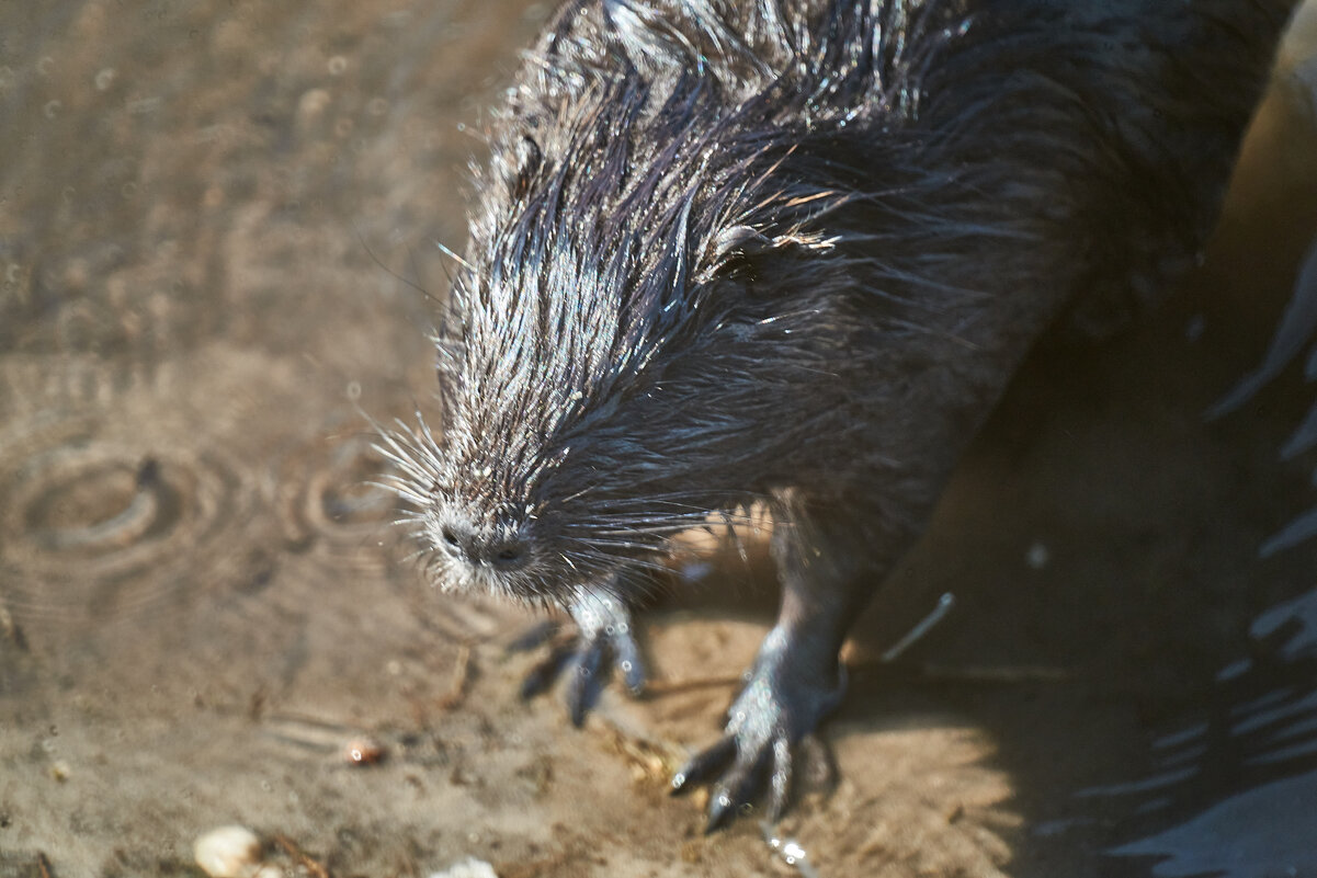 Нутрия - Александр Леонов