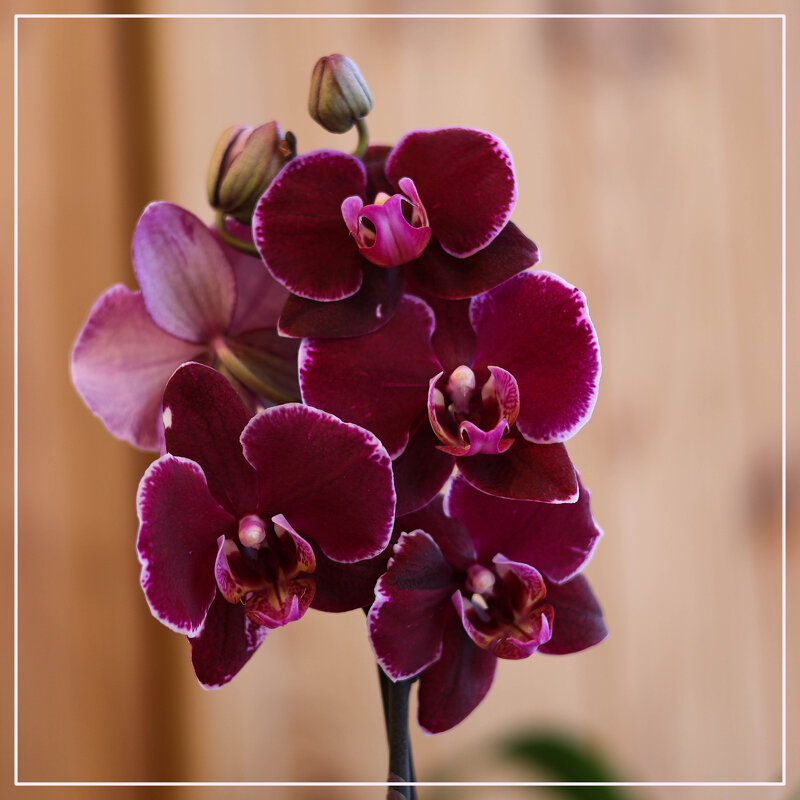 Черный принц - Irene Irene