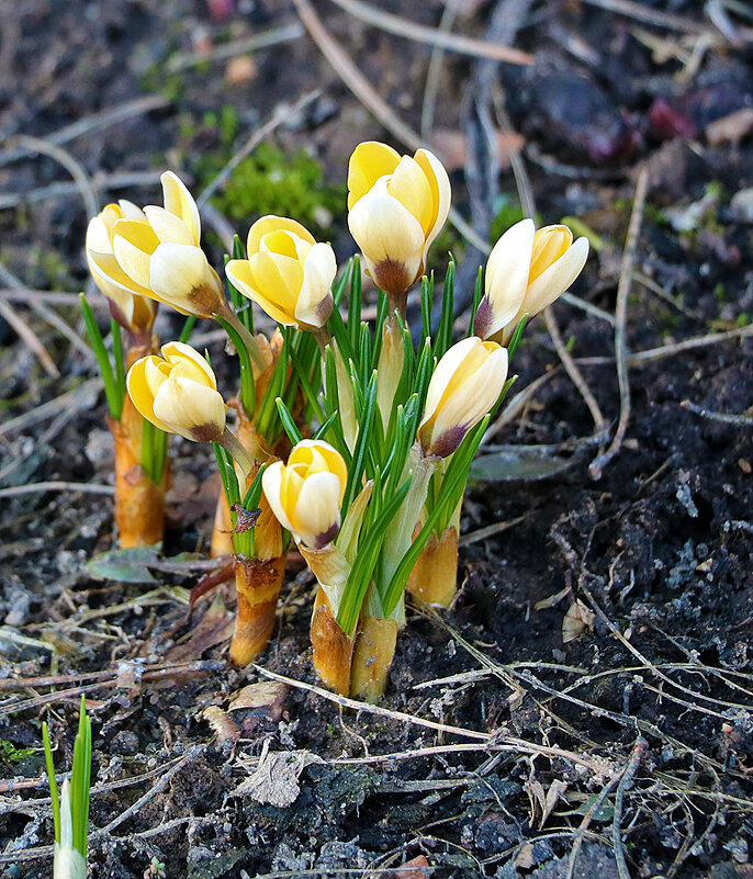 Весна идет - первые крокусы! - Светлана 