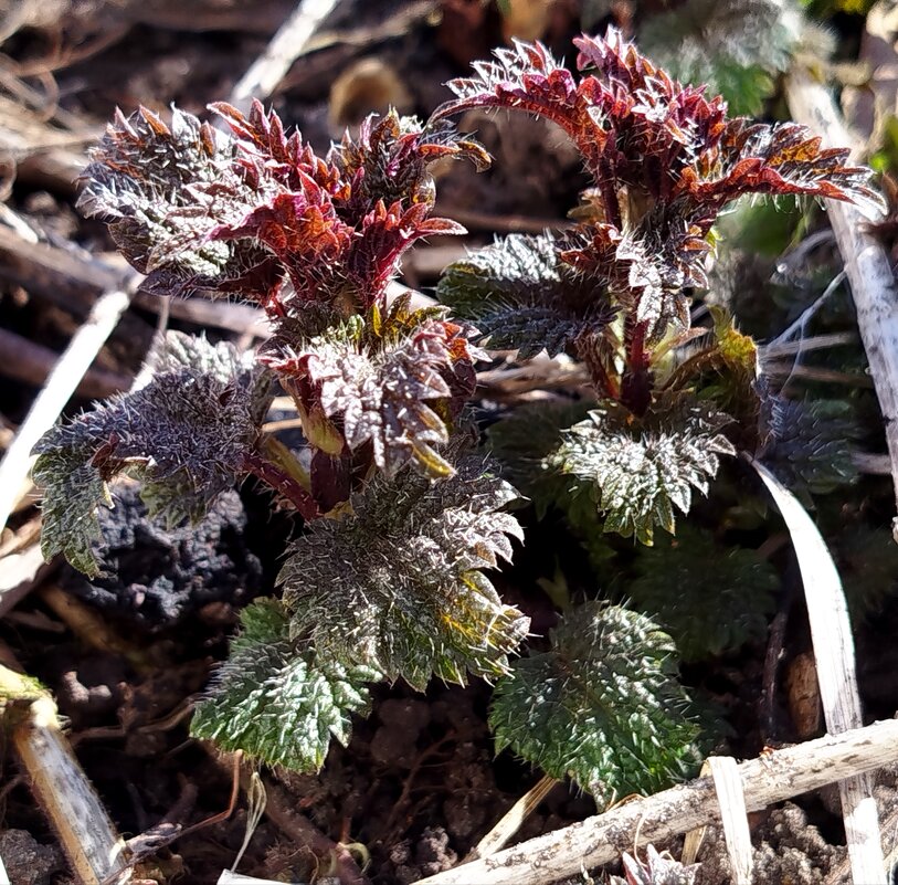 Первая трава - крапивка - светлана льдокова