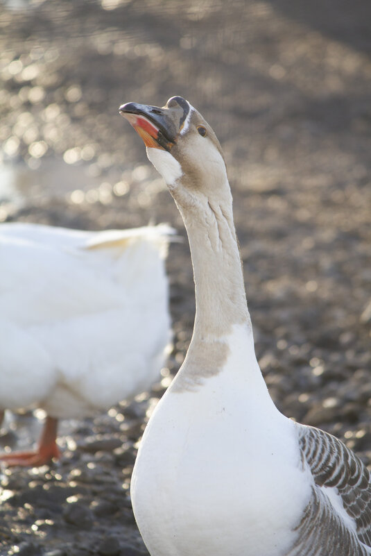 Позёр - Вадим Бакка