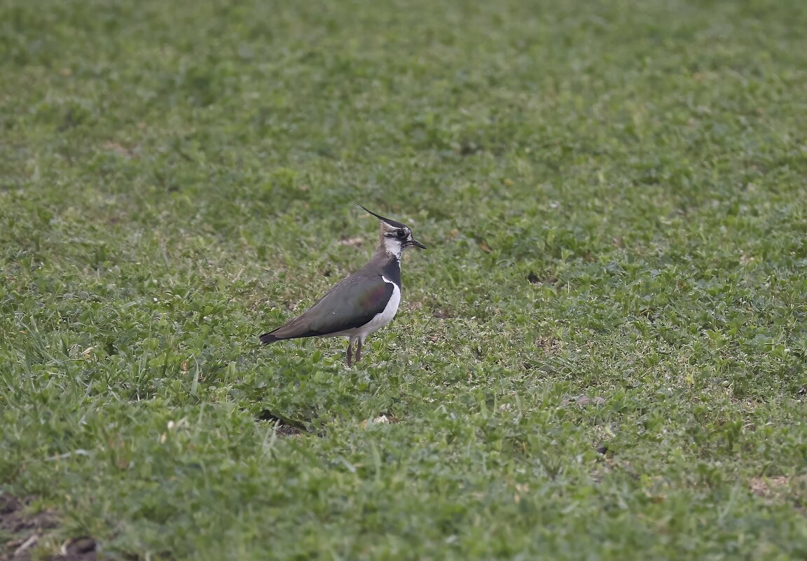 Чибис... - Александр Посошенко