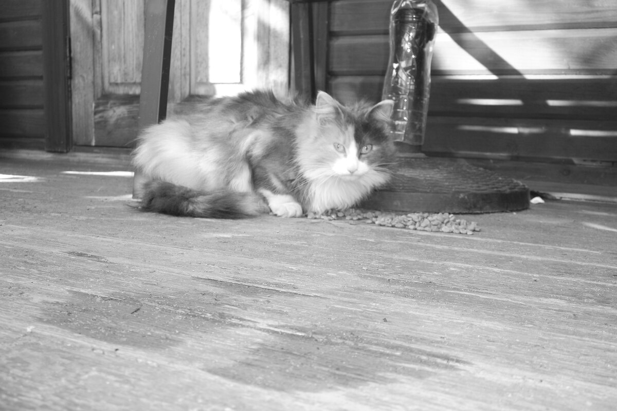 Мечты о ч/б Лейке 68. - Михаил Елочкин