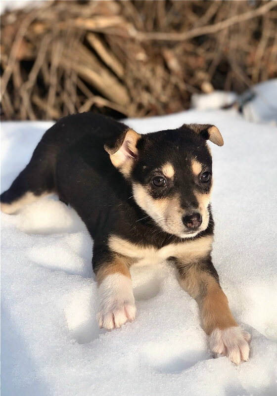 *** - Андрей Л. В.