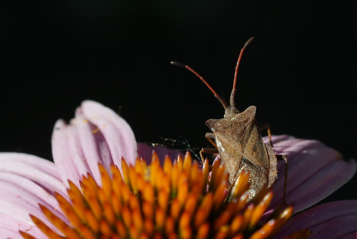 Часовой... - Николай Саржанов