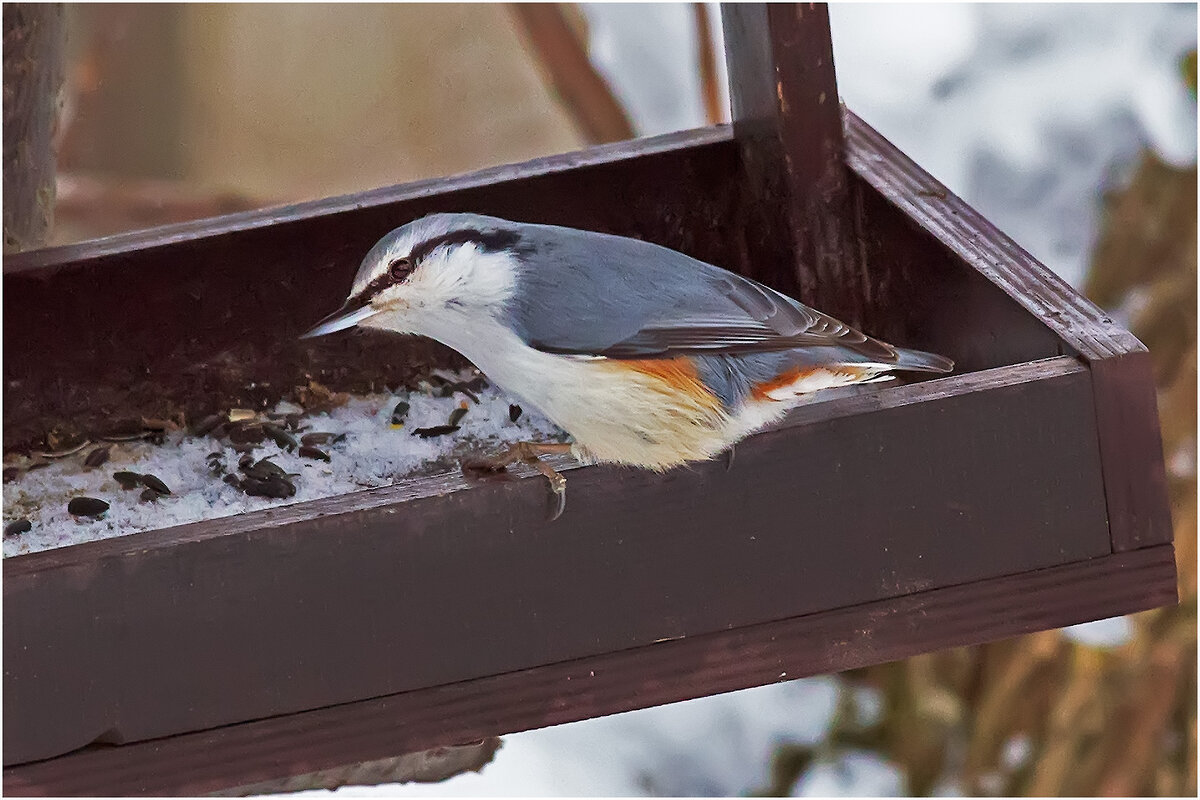 Поползень на кормушке - Валентин Котляров