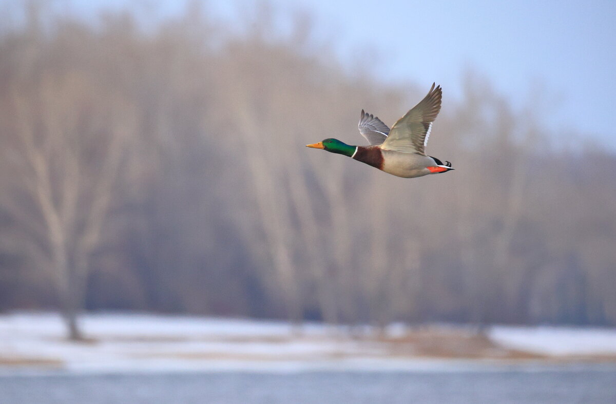 Весна - Владилен Панченко