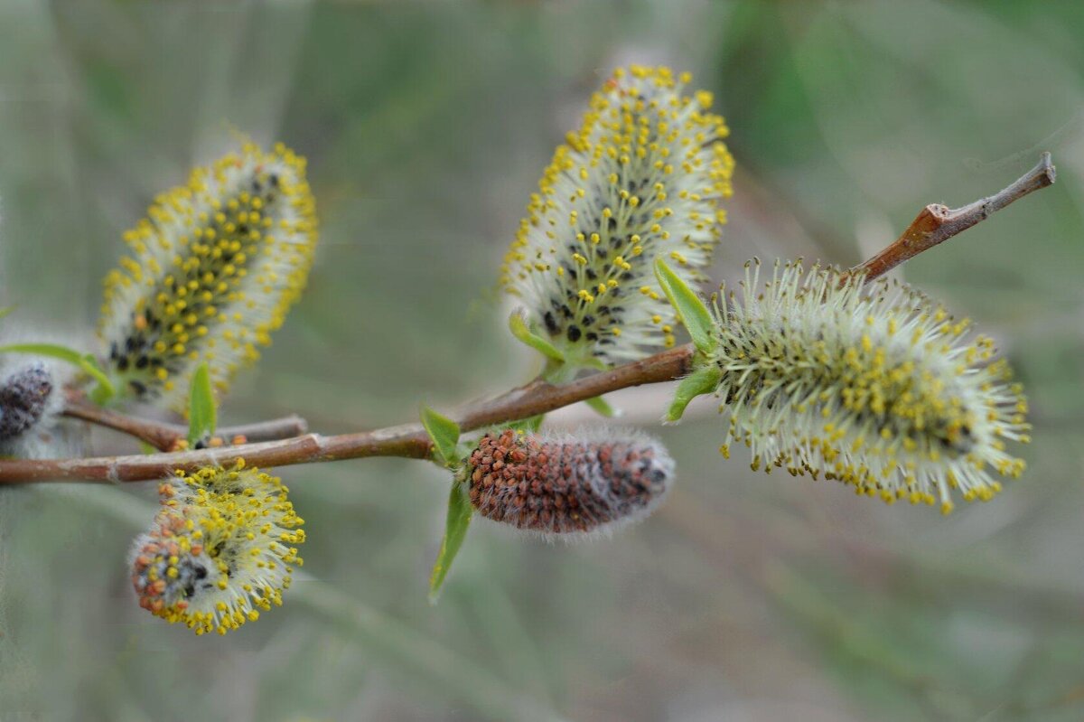 *** - Надежда Куркина 