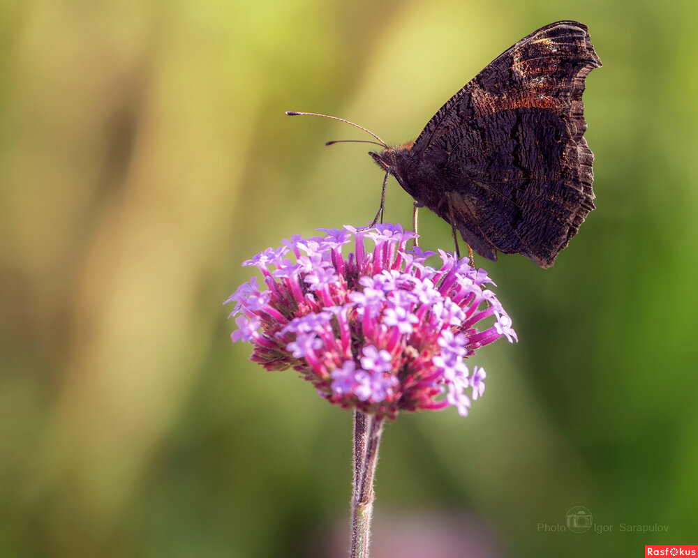 Aglais io - Игорь Сарапулов