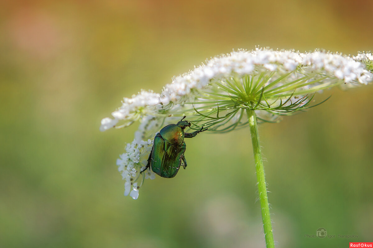 Жук-монтажник устанавливает крепёж на соцветии - Игорь Сарапулов