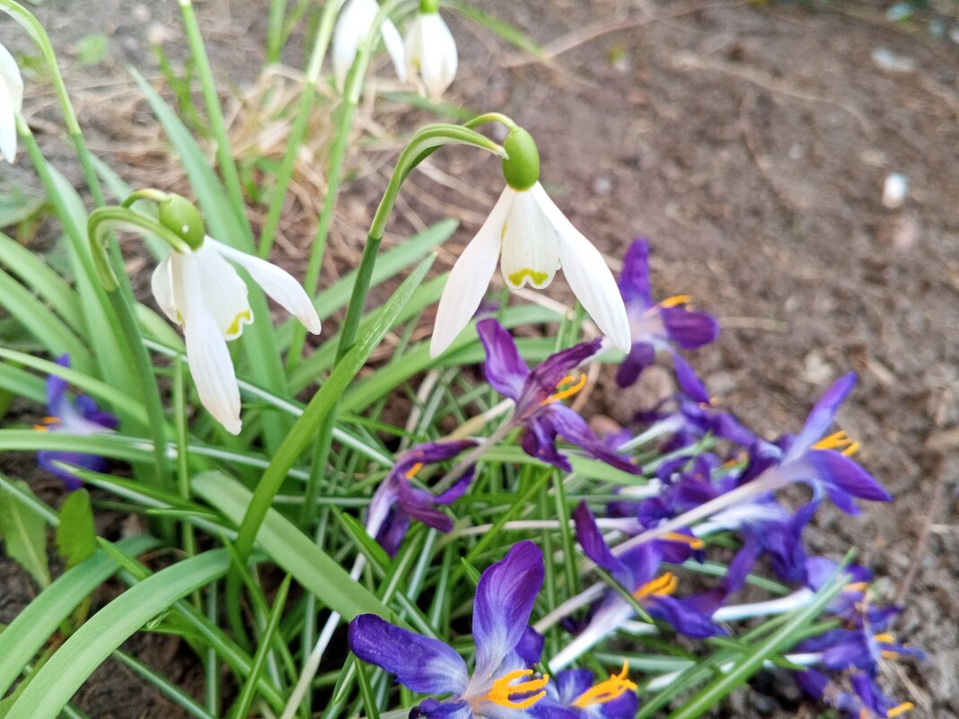 Подснежник и крокус - Сапсан 