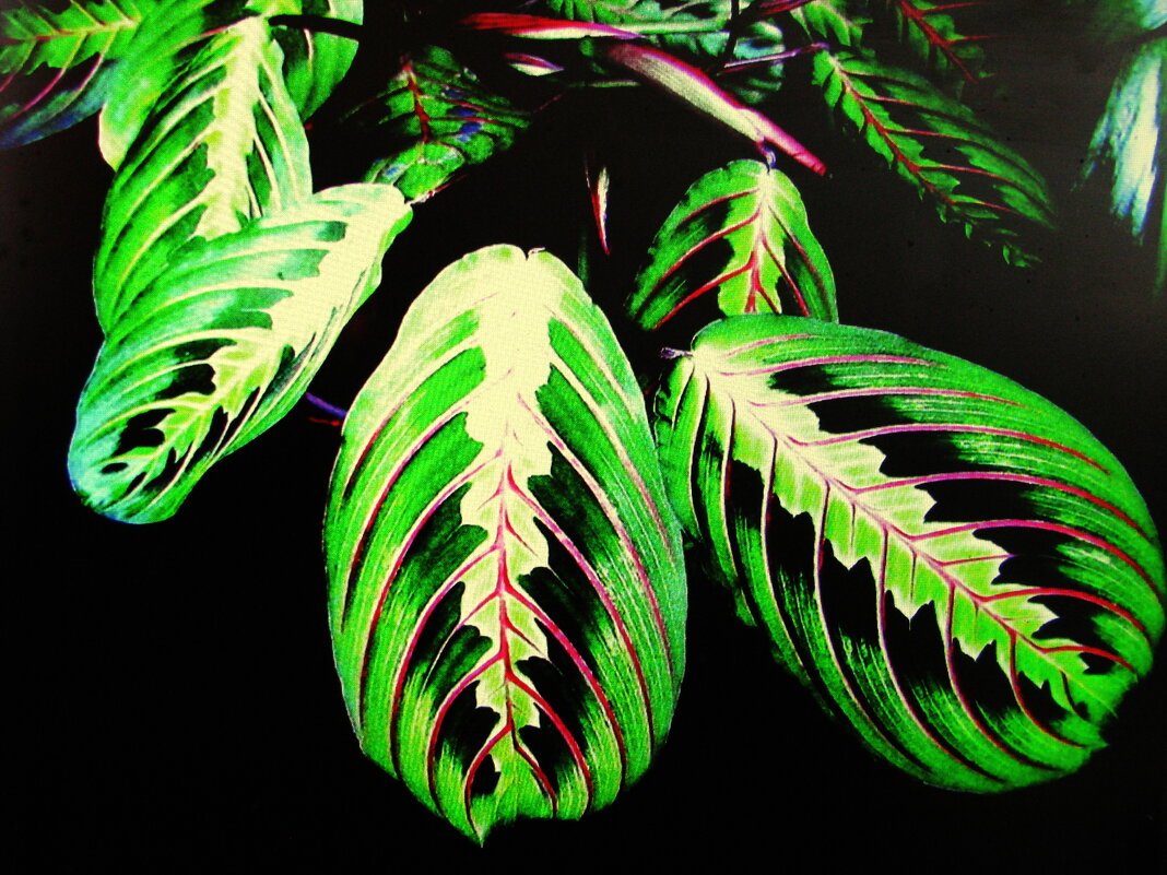 Красота маранты - Людмила Смородинская