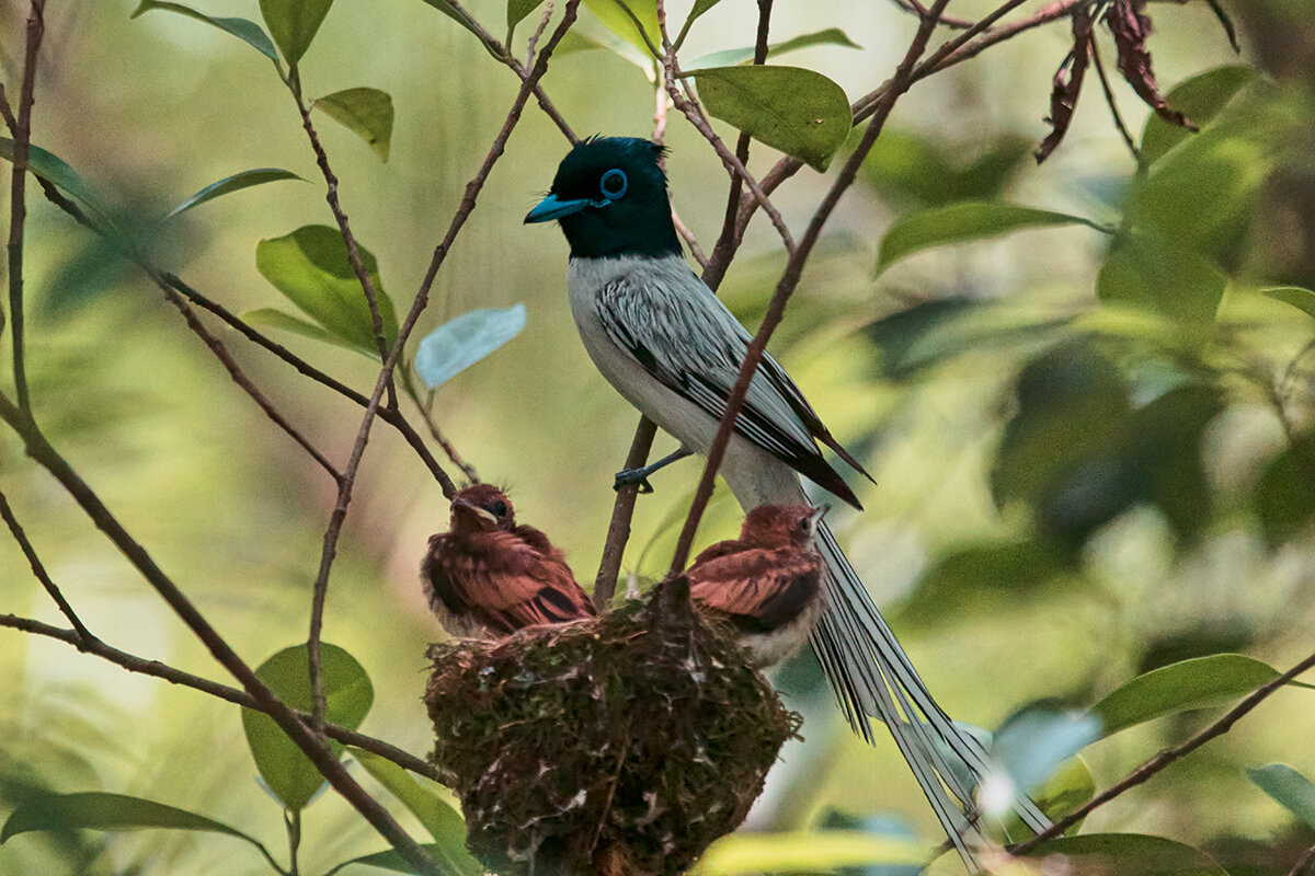 Амурская райская мухоловка - Yudong Liu
