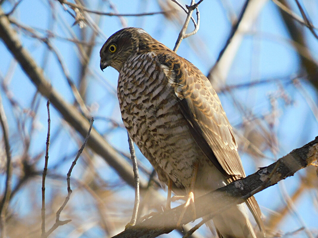 Ястреб-перепелятник - Лина 