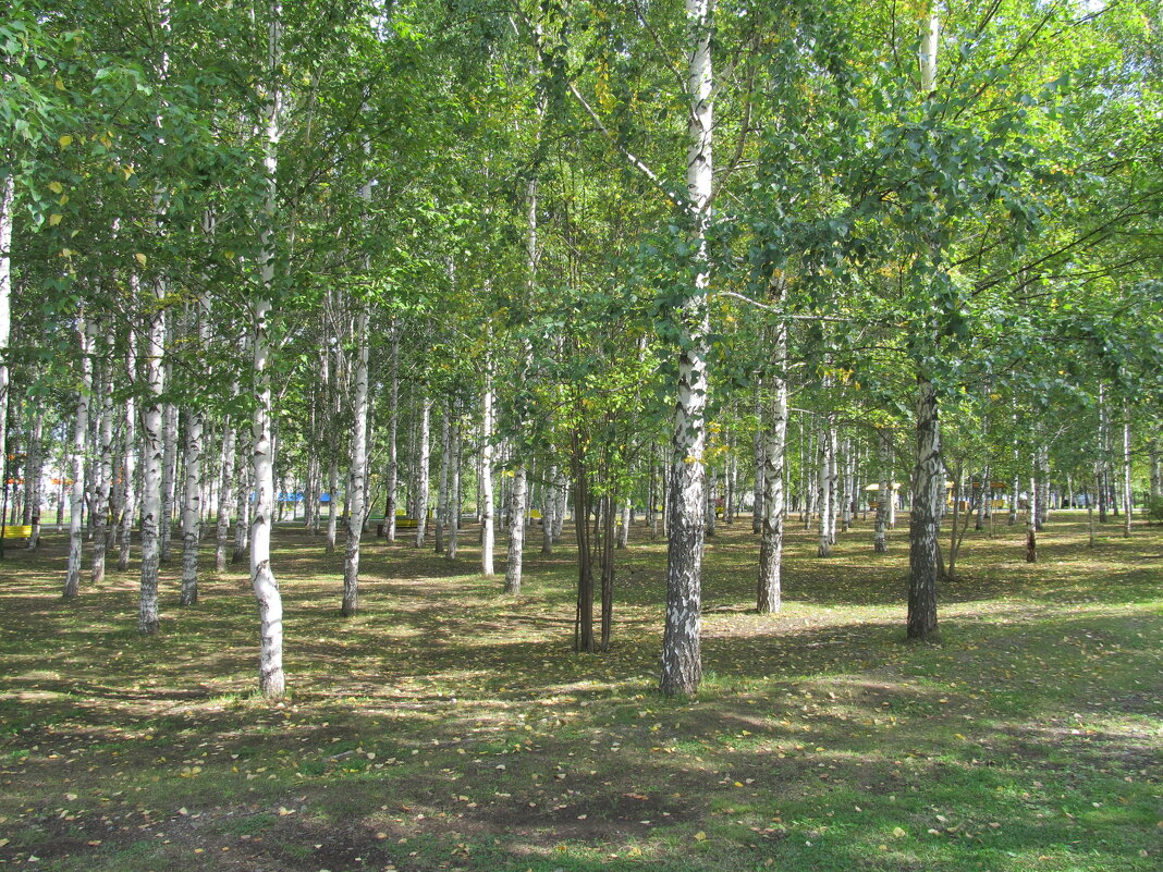 берёзовая роща - Елена Шаламова